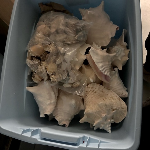 Seashells - Picture 2 of 3